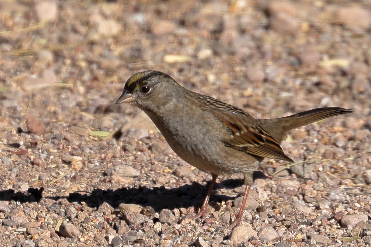 Golden-crowned Sparrow - ML612264664