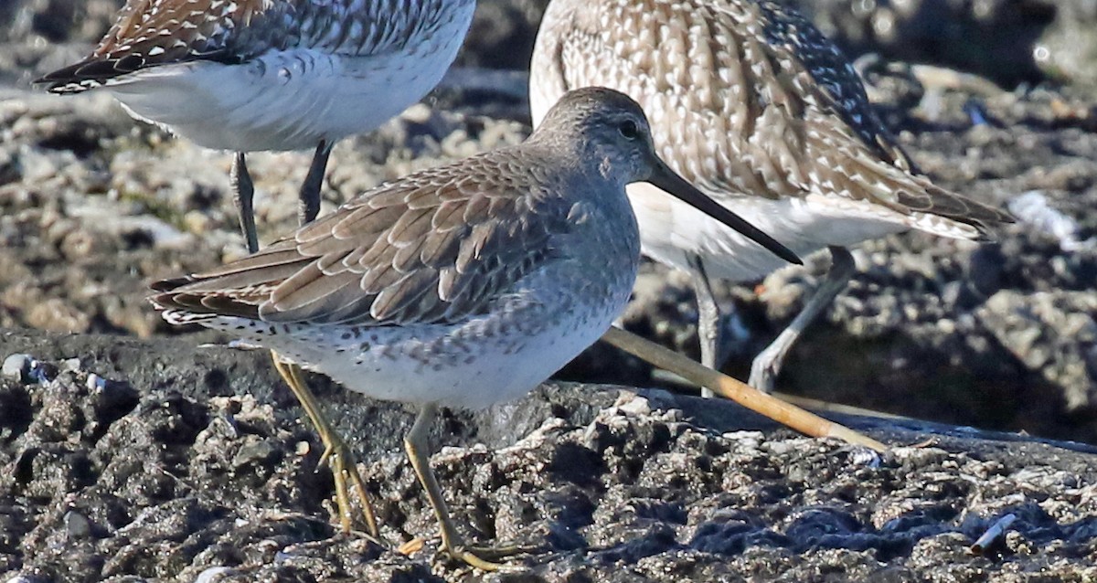 Long-billed Dowitcher - ML612264807