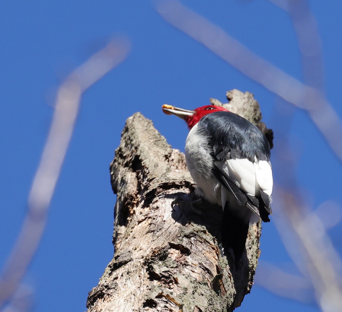 Red-headed Woodpecker - ML612264821