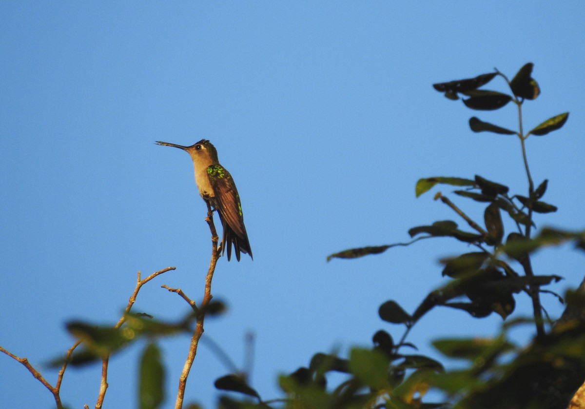 kolibřík klínoocasý (ssp. pampa) - ML612265393