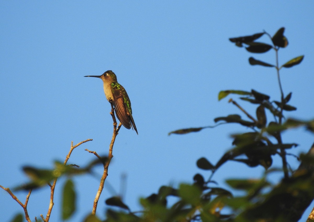 Wedge-tailed Sabrewing (Wedge-tailed) - Ariel Yuan