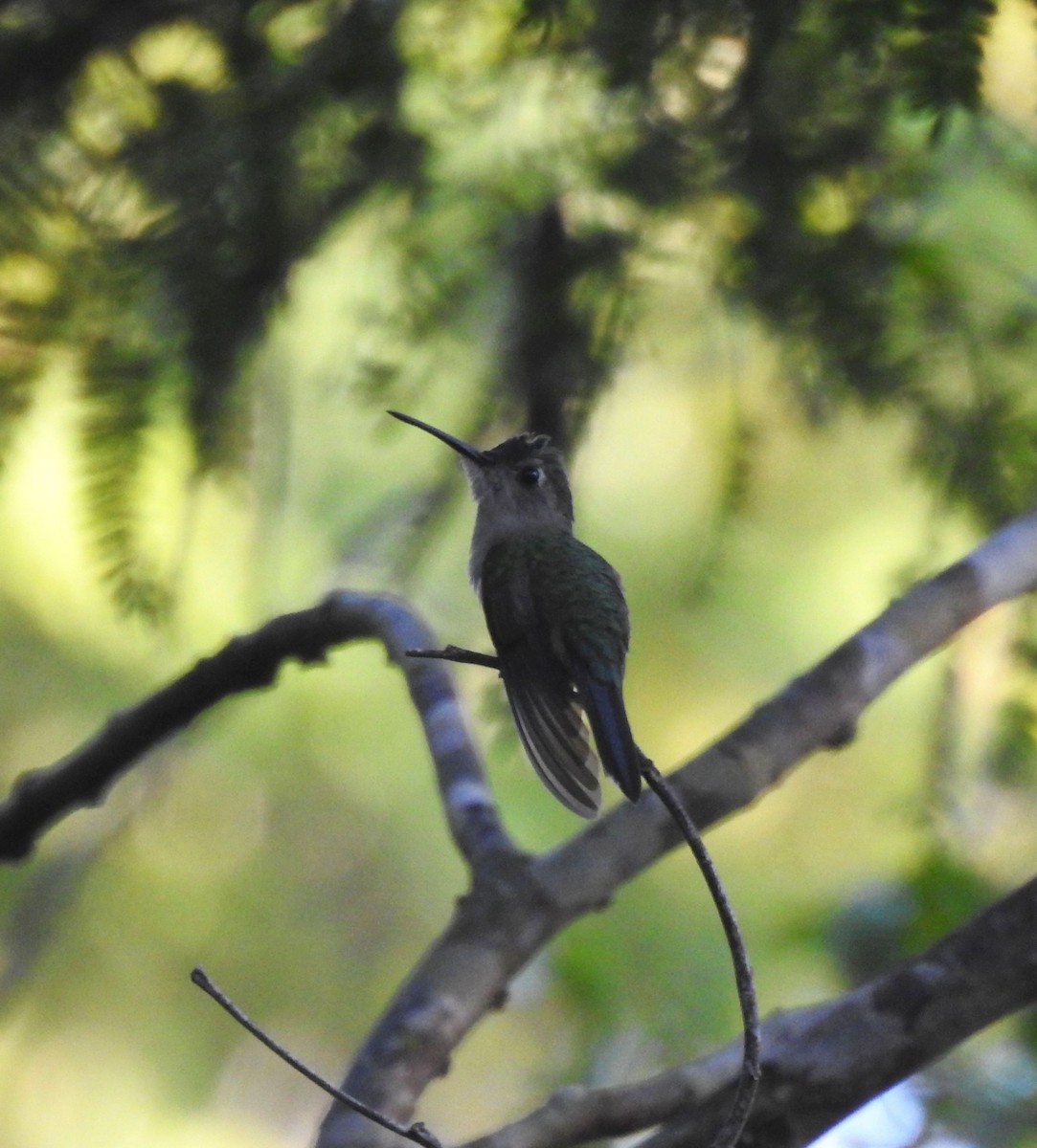 kolibřík klínoocasý (ssp. pampa) - ML612265470