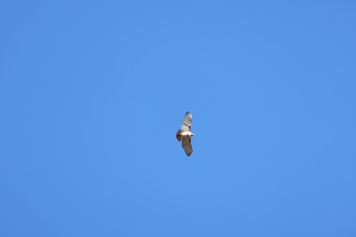 Red-tailed Hawk - ML612265536