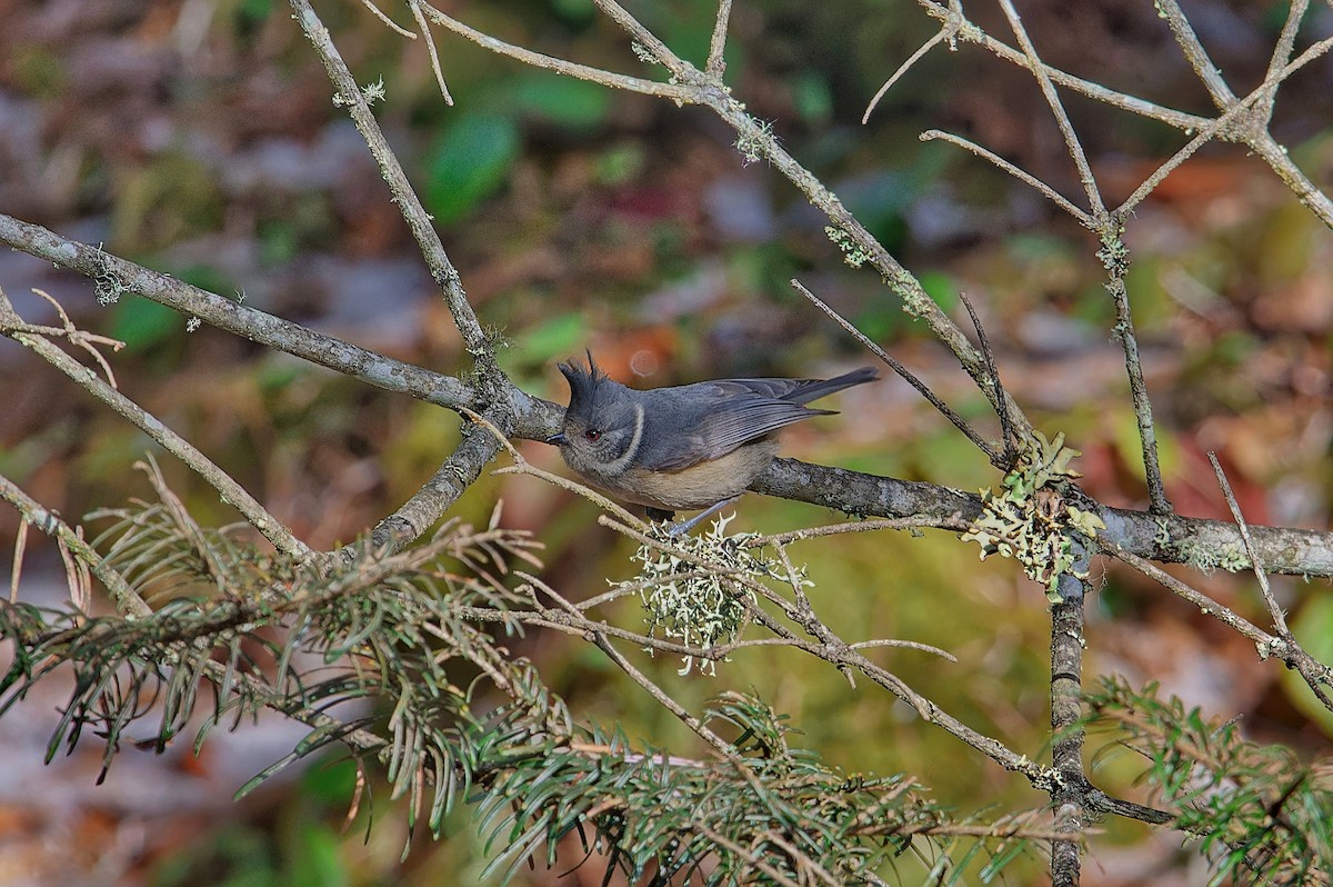 Gray-crested Tit - ML612265582