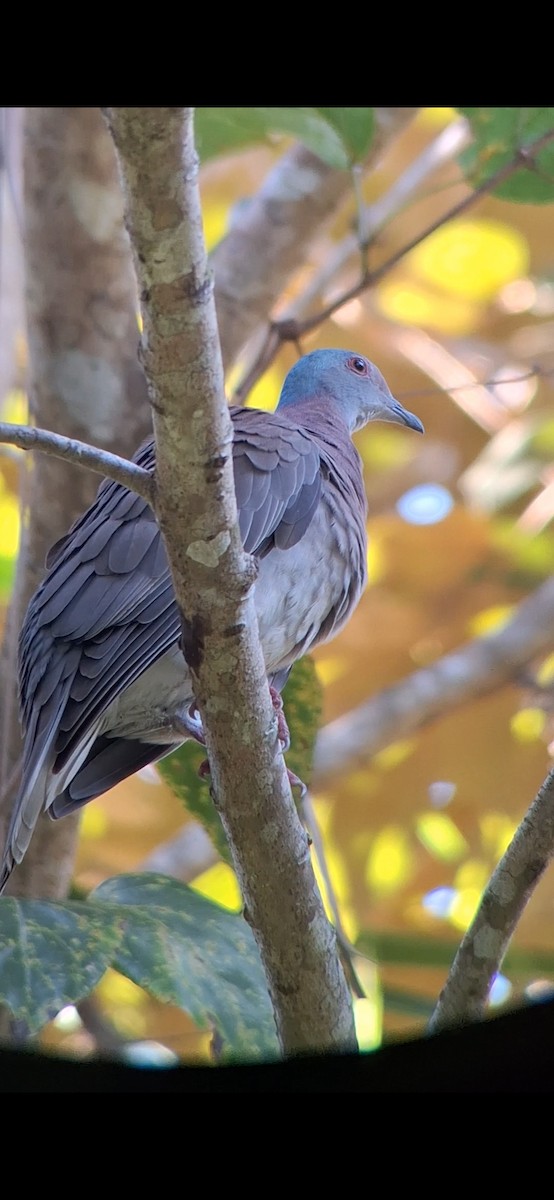 Pale-vented Pigeon - Efraín Quiel