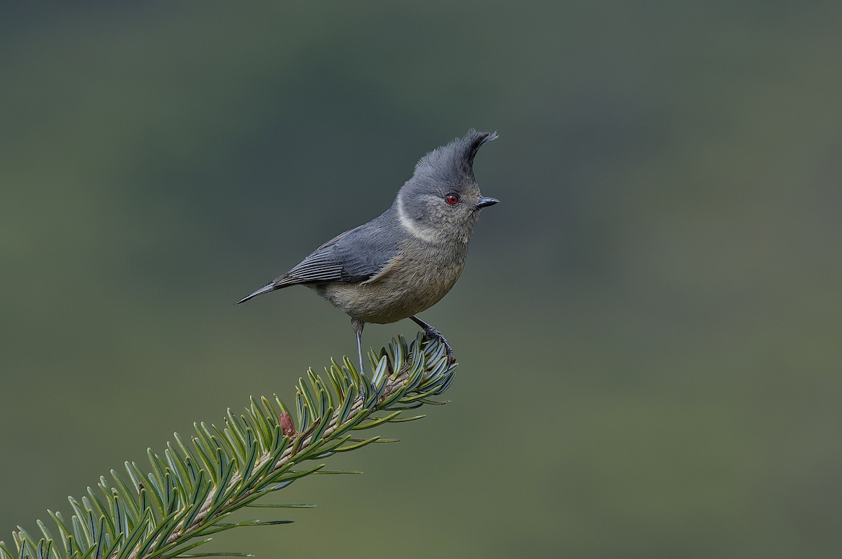 Gray-crested Tit - ML612265832