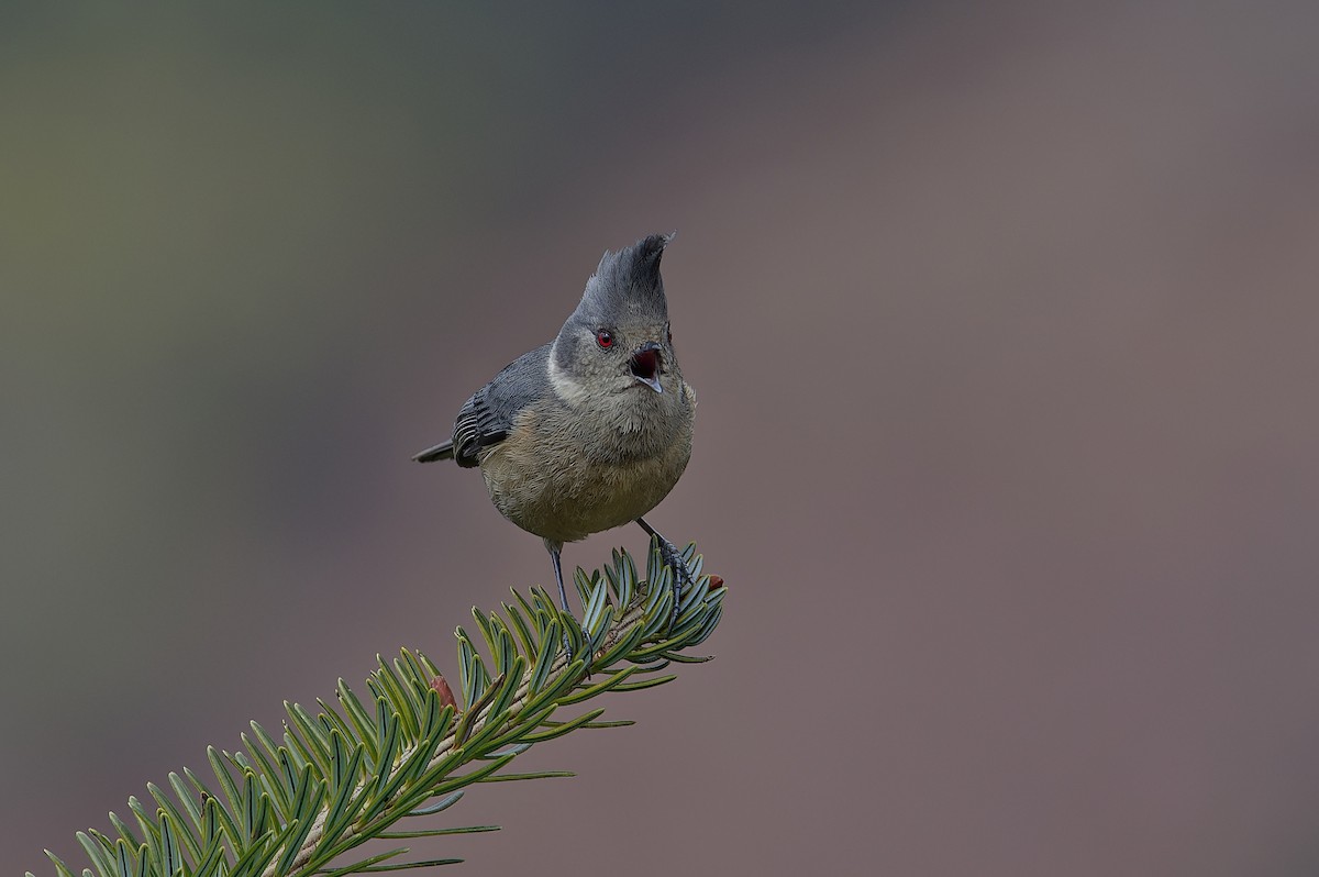 Gray-crested Tit - ML612265833