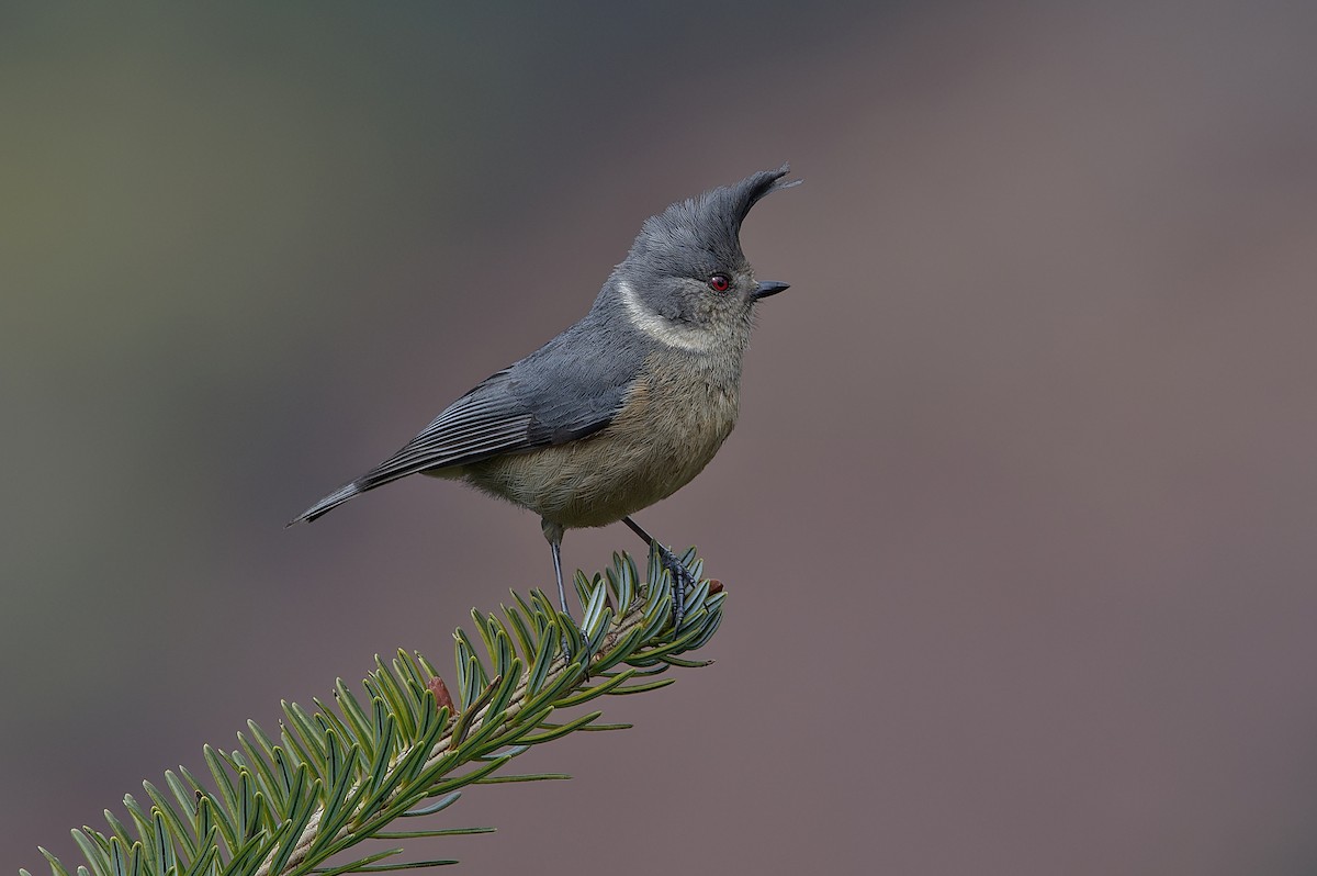 Gray-crested Tit - ML612265834