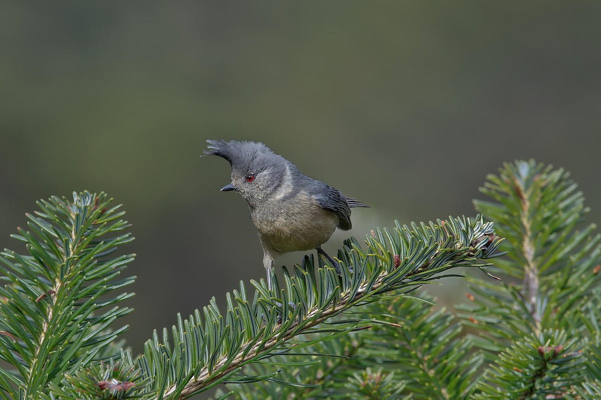 Gray-crested Tit - ML612265835