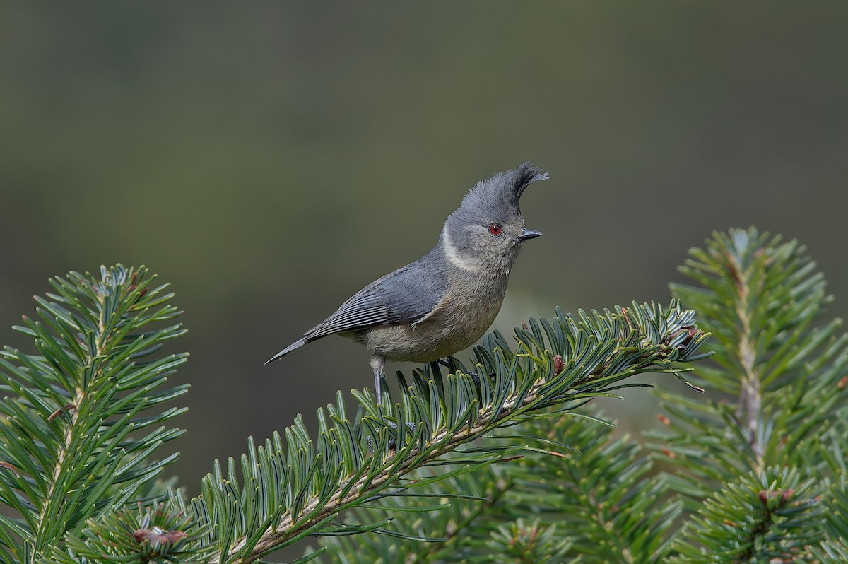 Gray-crested Tit - ML612265836