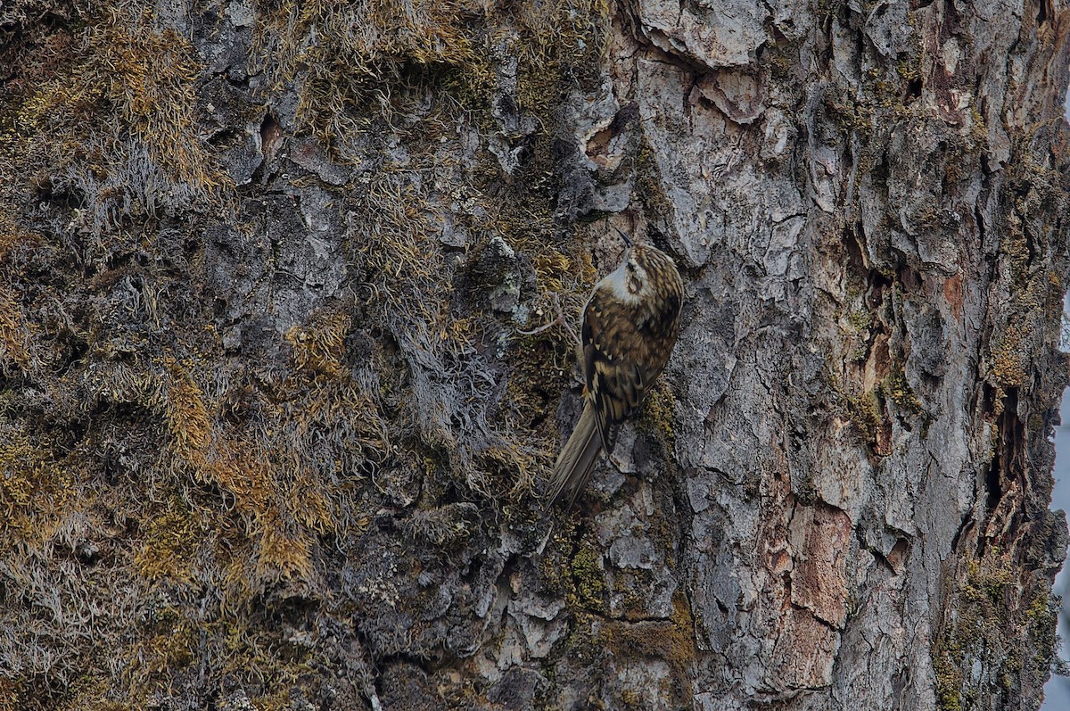 Rusty-flanked Treecreeper - ML612265910