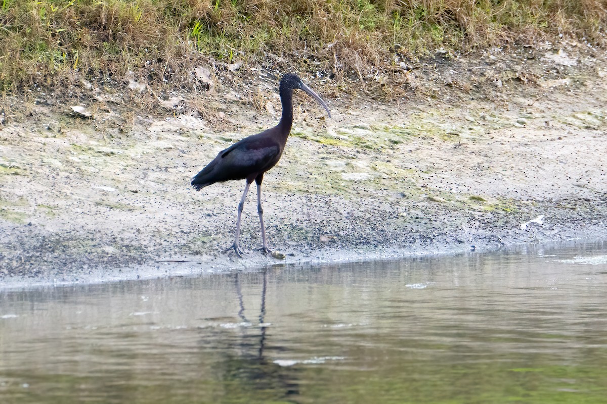 ibis hnědý - ML612265957