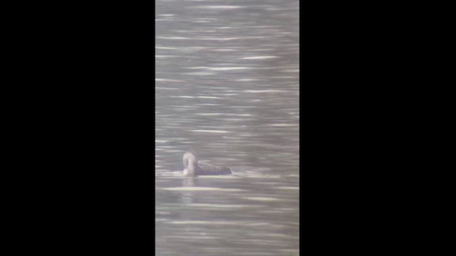 Red-throated Loon - ML612266047