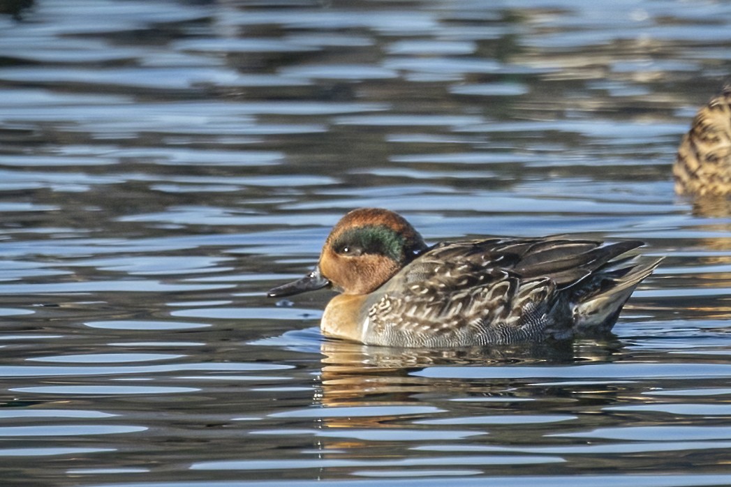 Green-winged Teal - ML612266469