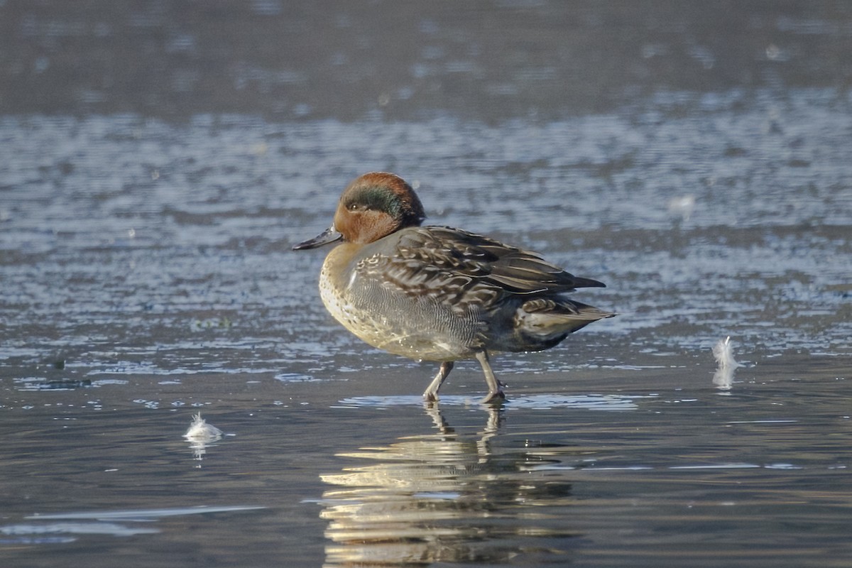 Green-winged Teal - ML612266470