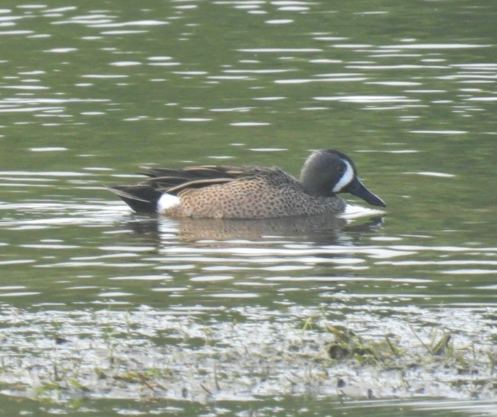 eBird Checklist 15 Dec 2023 Salineño Wildlife Preserve (LTC 080