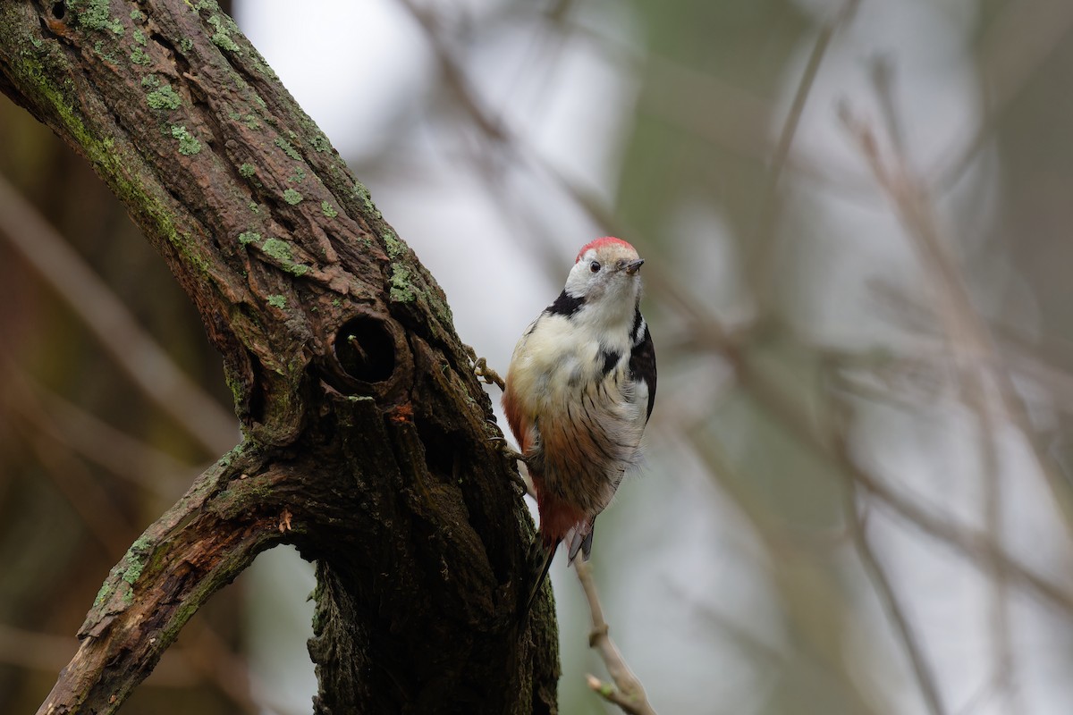 Middle Spotted Woodpecker - ML612266729