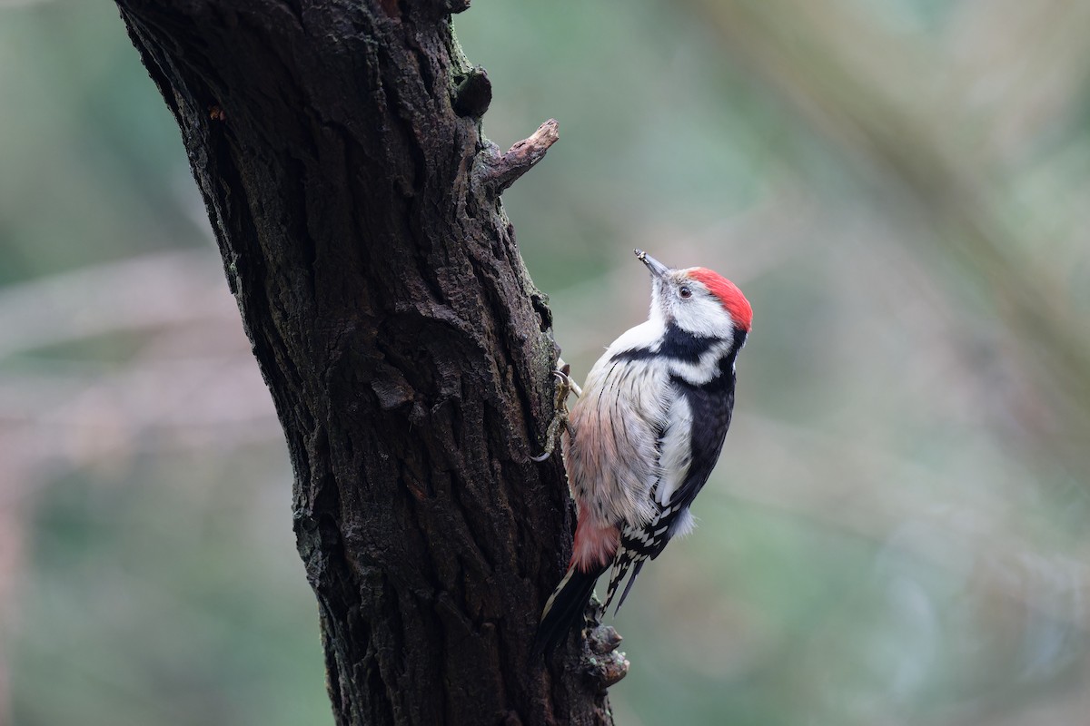 Middle Spotted Woodpecker - ML612266732