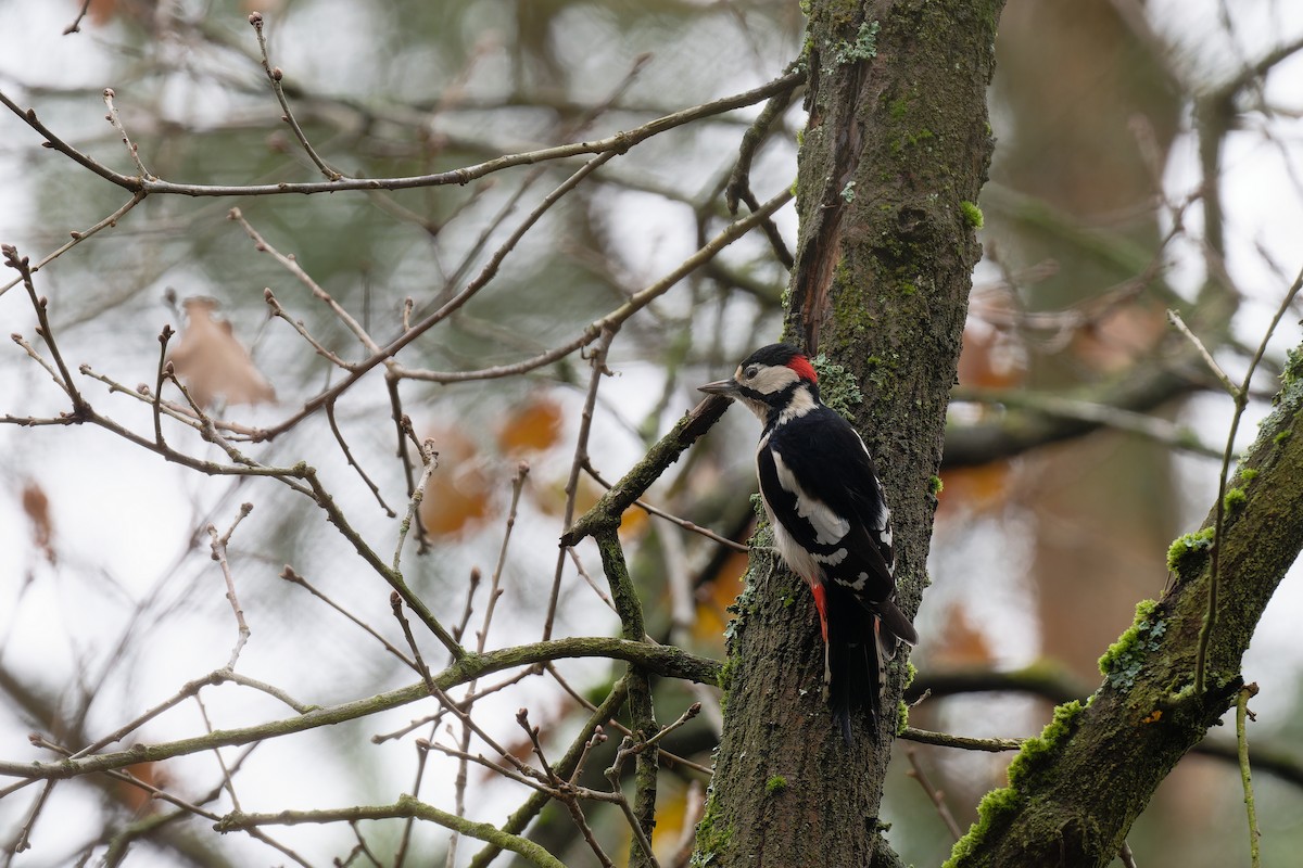 Great Spotted Woodpecker - ML612266739