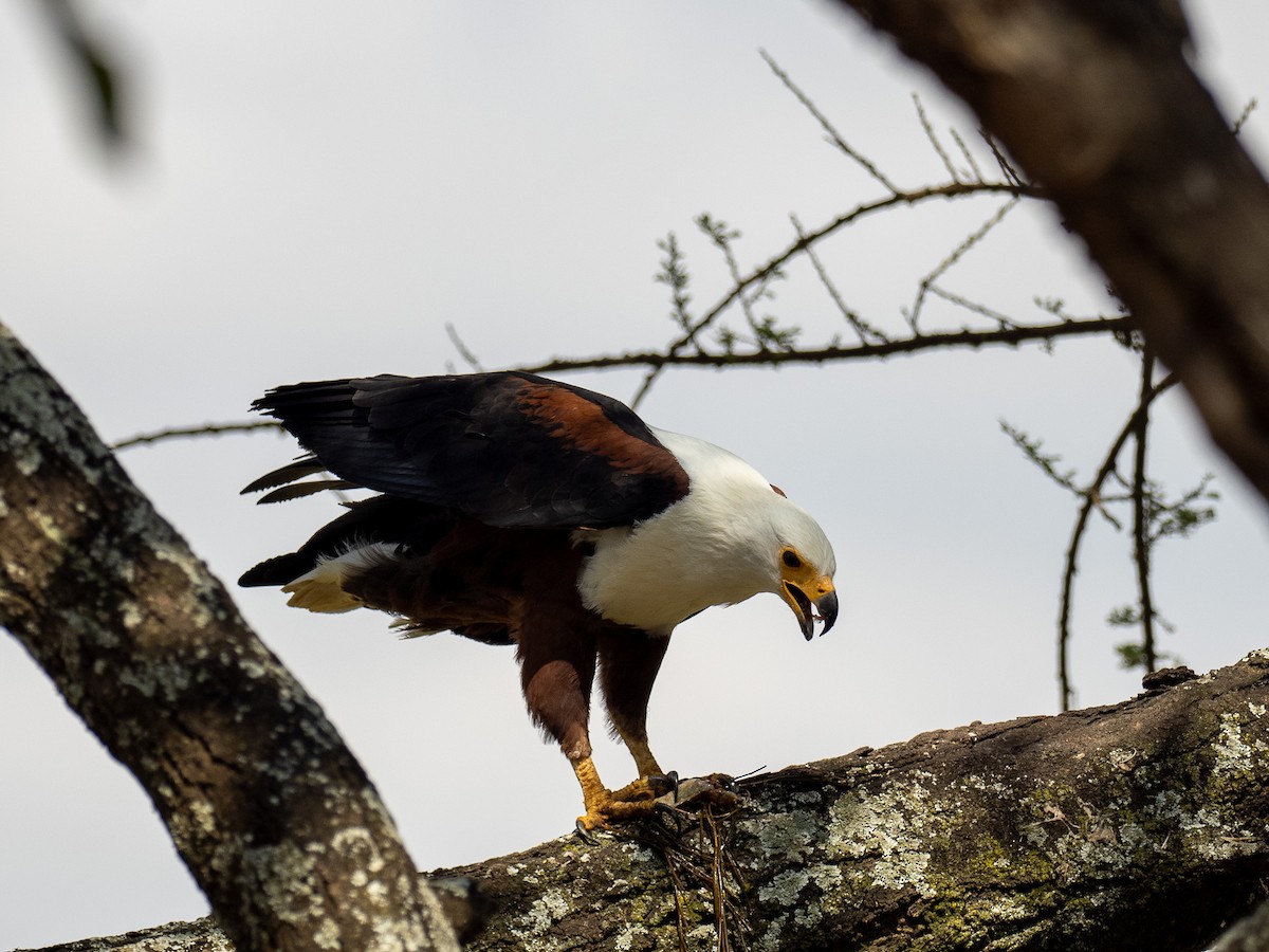 African Fish-Eagle - ML612266816