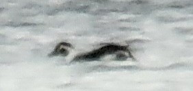 Long-tailed Duck - ML612266832