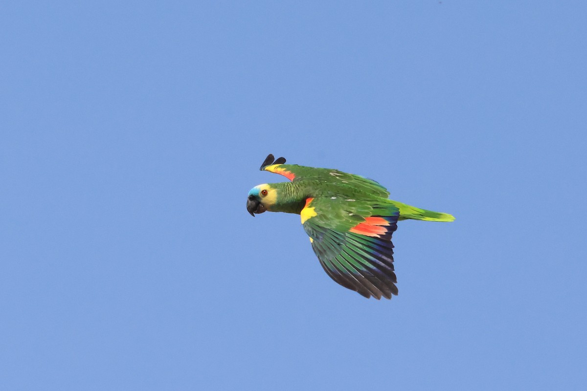 Turquoise-fronted Parrot - ML612267074