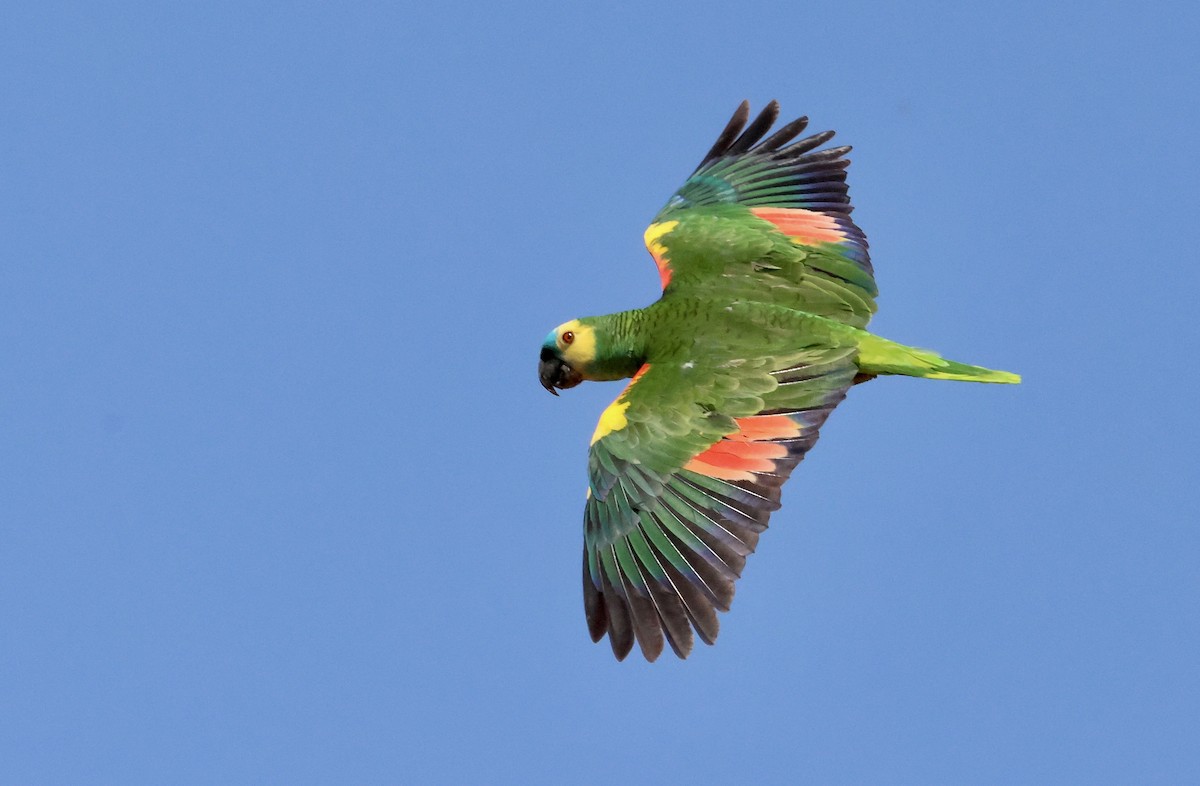 Turquoise-fronted Parrot - ML612267077
