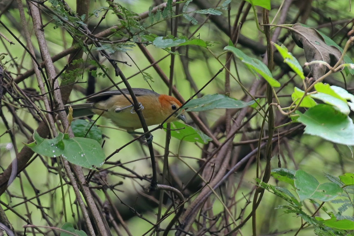 Buff-bellied Tanager - ML612267097