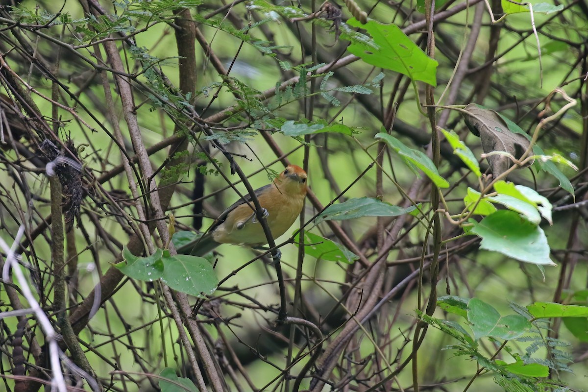 Buff-bellied Tanager - ML612267102