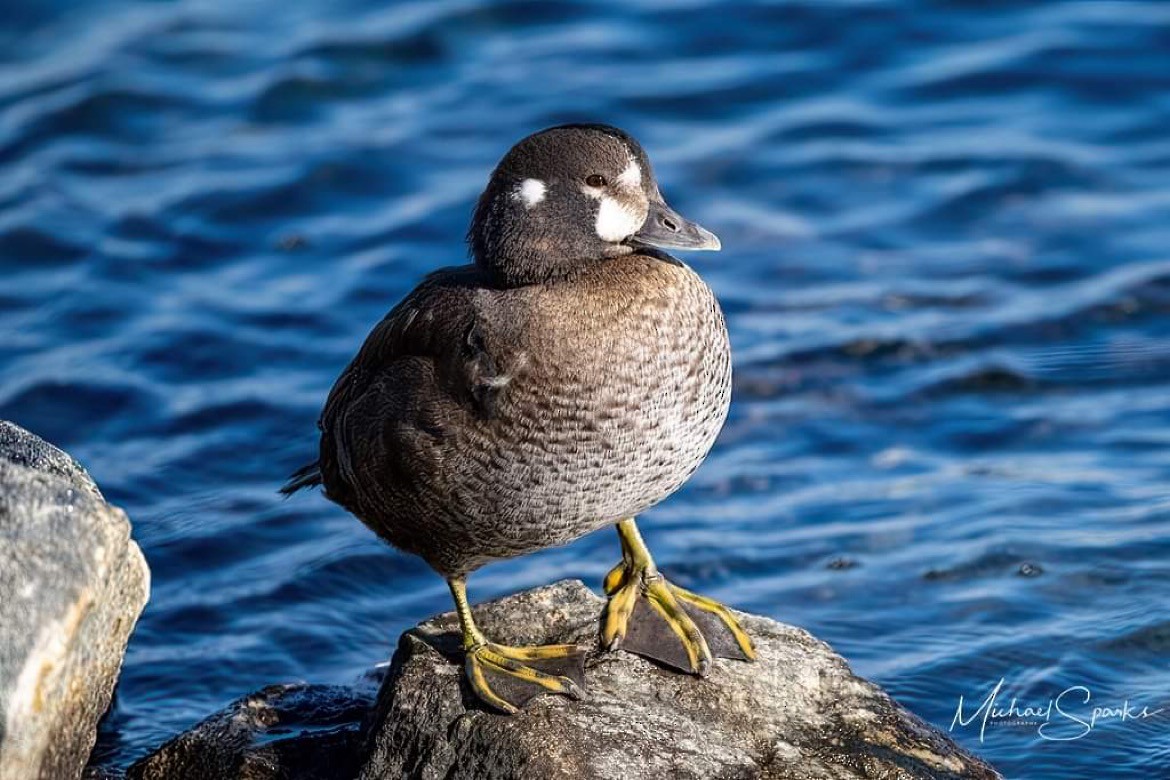 eBird Checklist 15 Dec 2023 Village Beach, Crystal Brook Hollow Rd