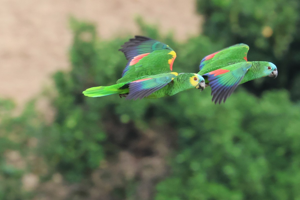 Turquoise-fronted Parrot - ML612267718