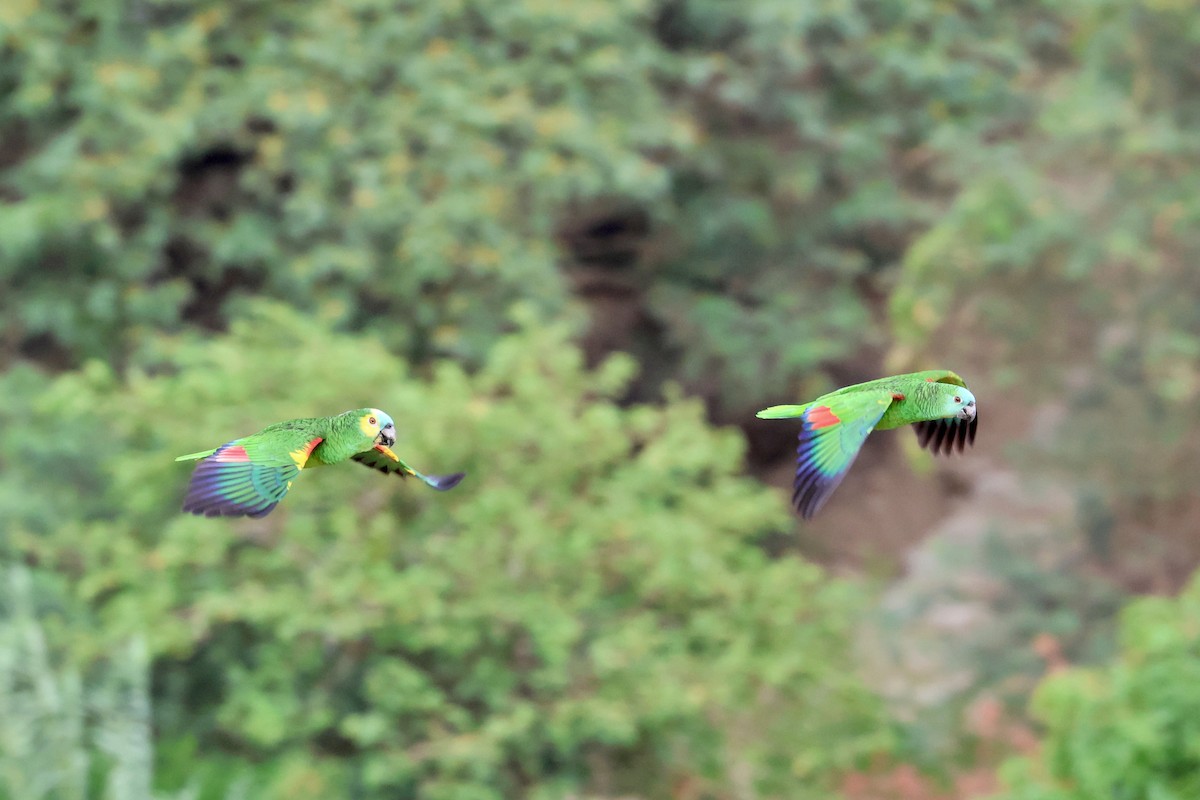 Turquoise-fronted Parrot - ML612267719