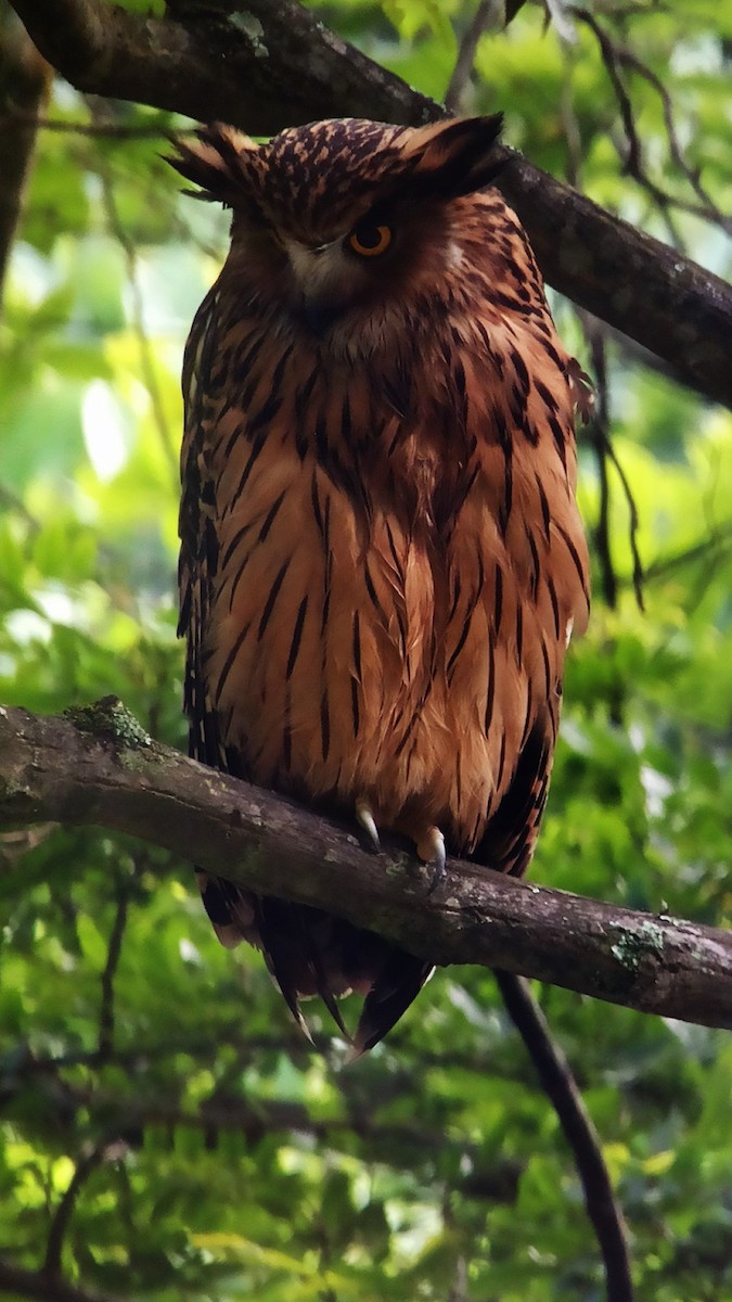 Tawny Fish-Owl - ML612267728