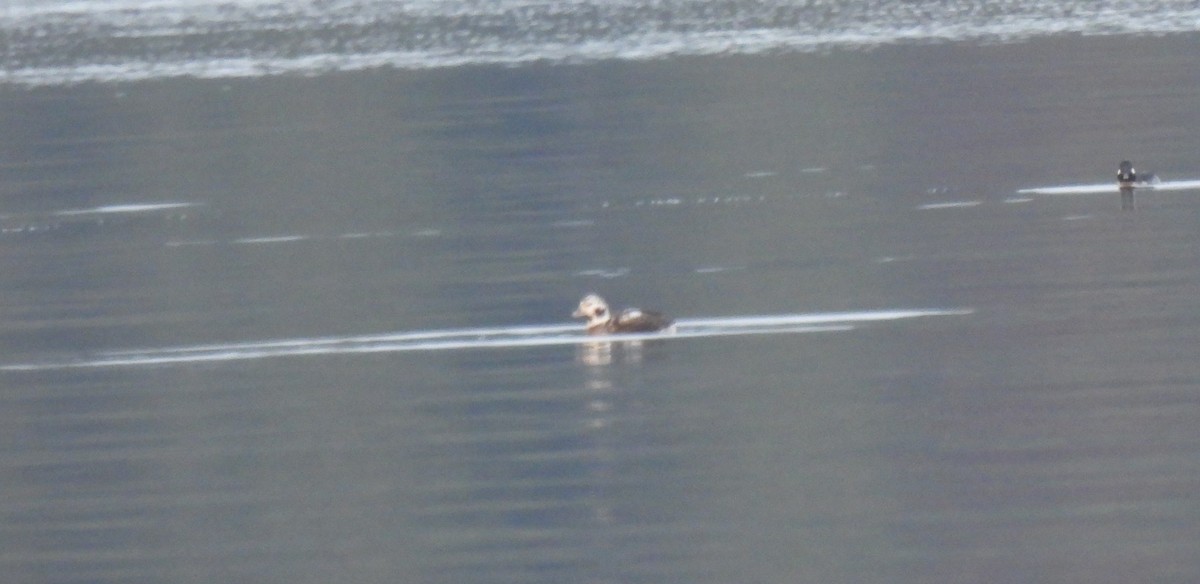 Long-tailed Duck - ML612267882