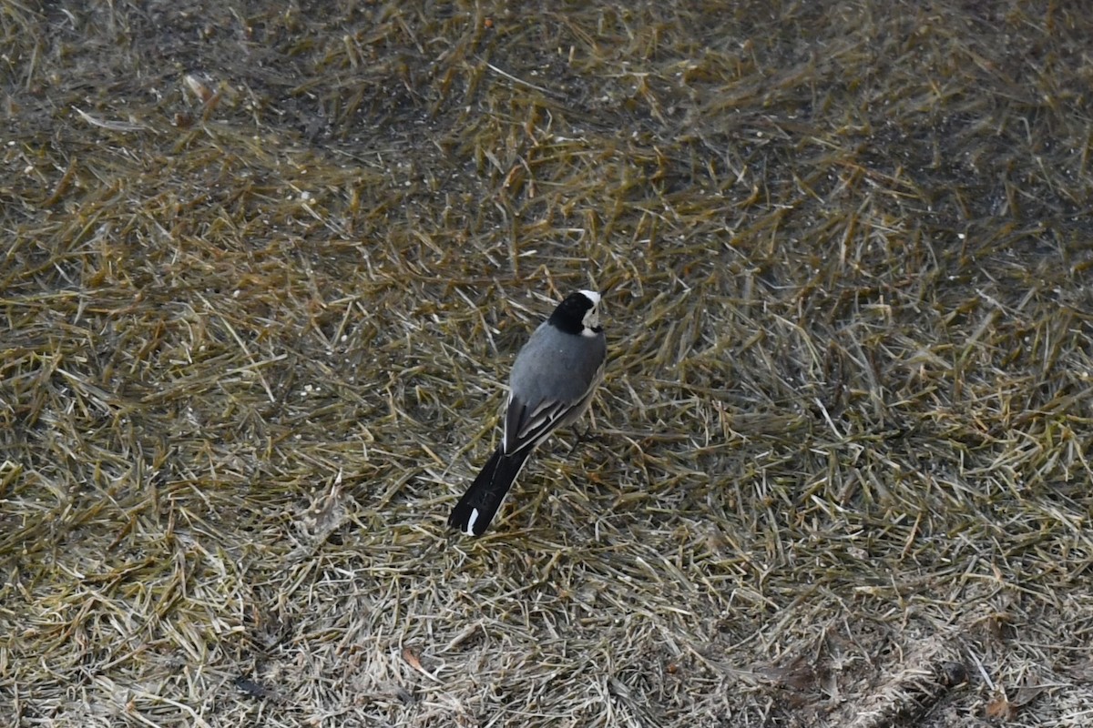 White Wagtail - Andre Vieira