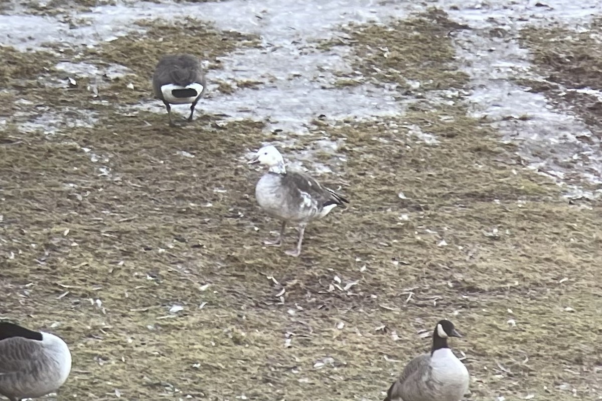 Pennsylvania Bird Atlas Checklist 15 Dec 2023 Stoneybrook Rd Pond, Newtown USPA 10