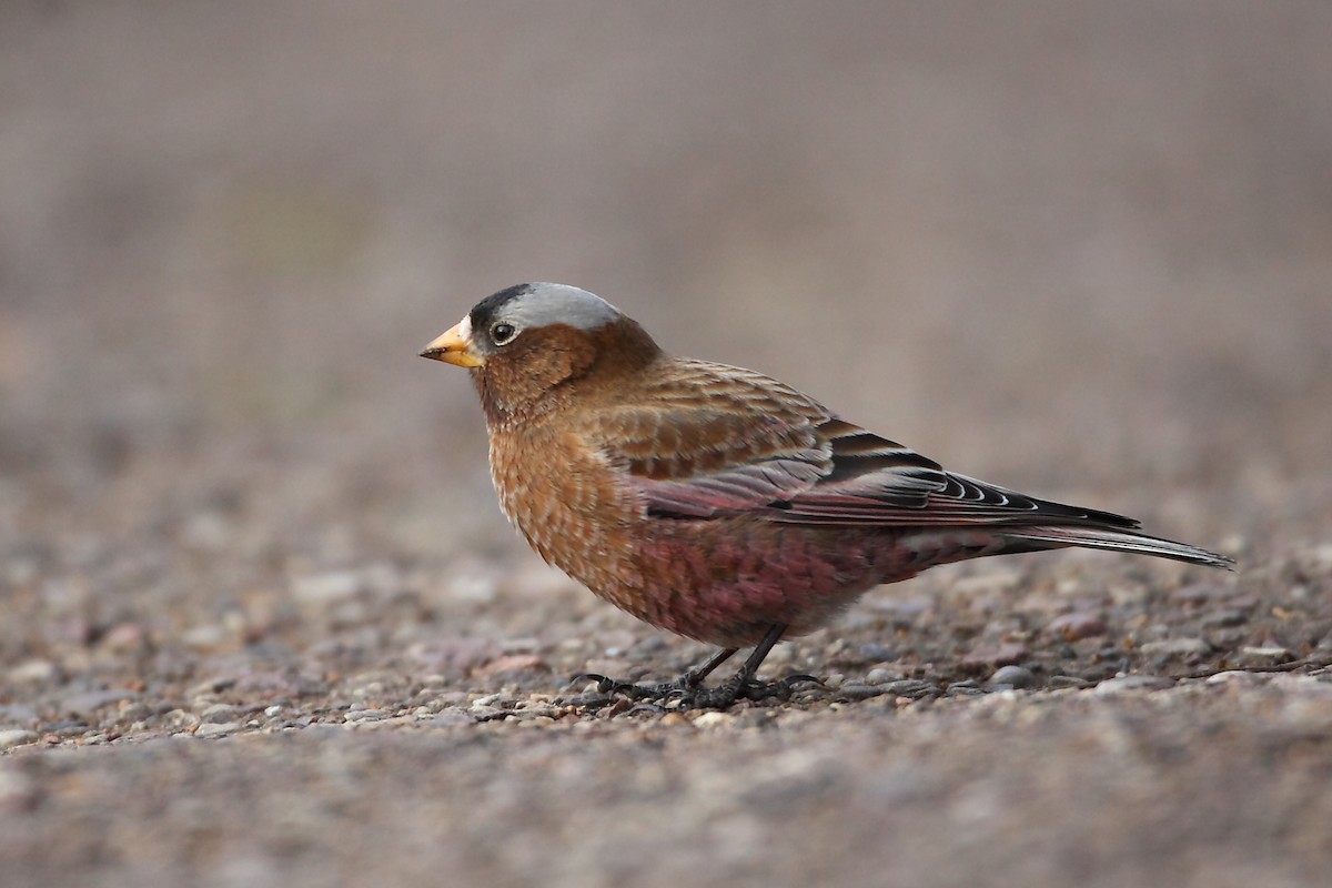 Gray-crowned Rosy-Finch - ML612268113