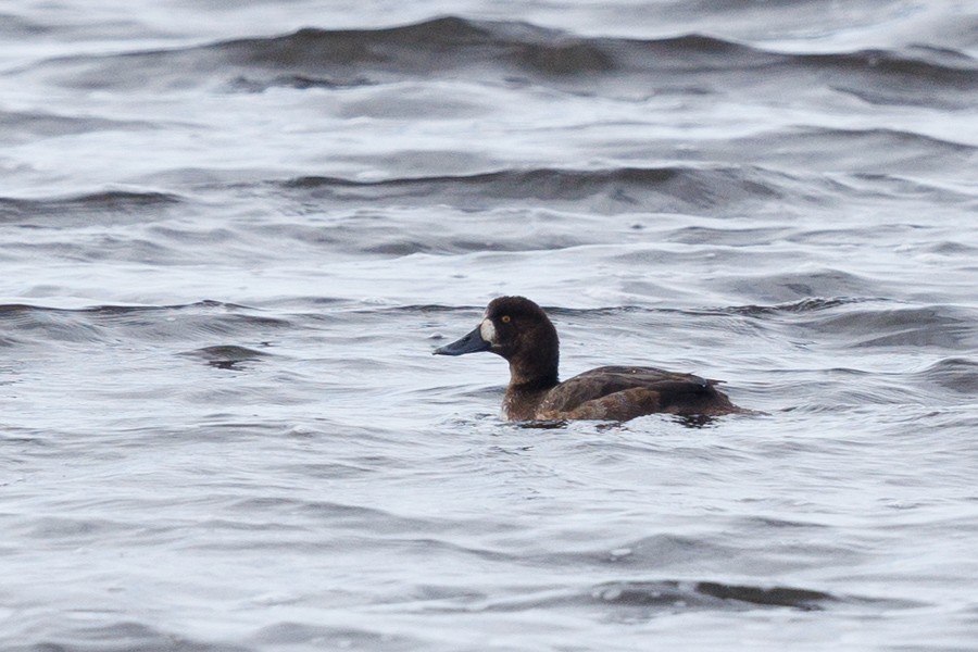 Greater Scaup - ML612268169