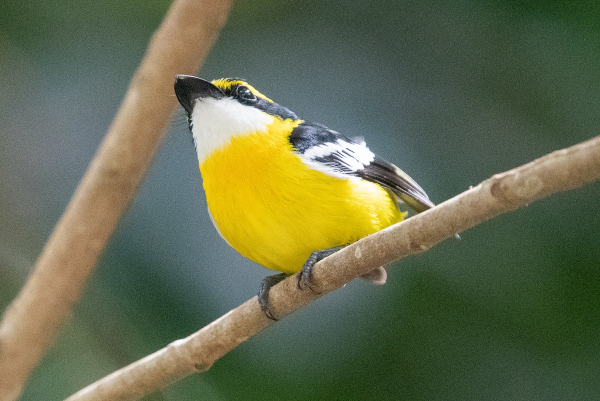 Yellow-breasted Boatbill - ML612268348