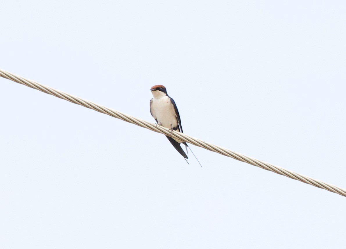 Wire-tailed Swallow - ML612268372