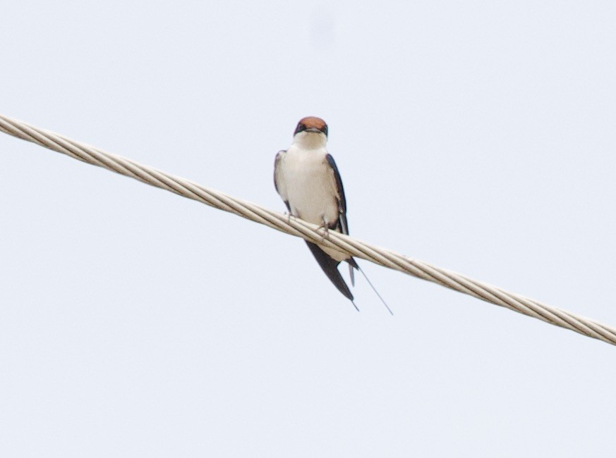 Wire-tailed Swallow - ML612268376