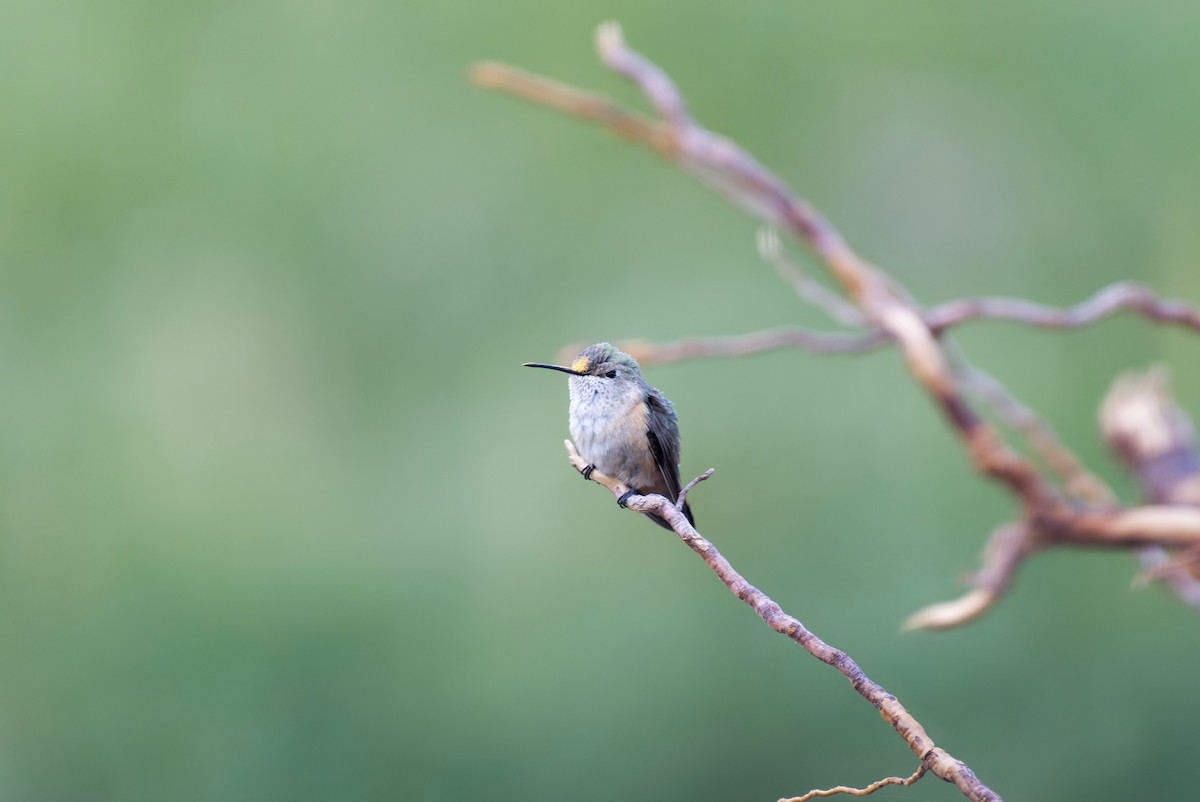 Broad-tailed Hummingbird - ML612268483