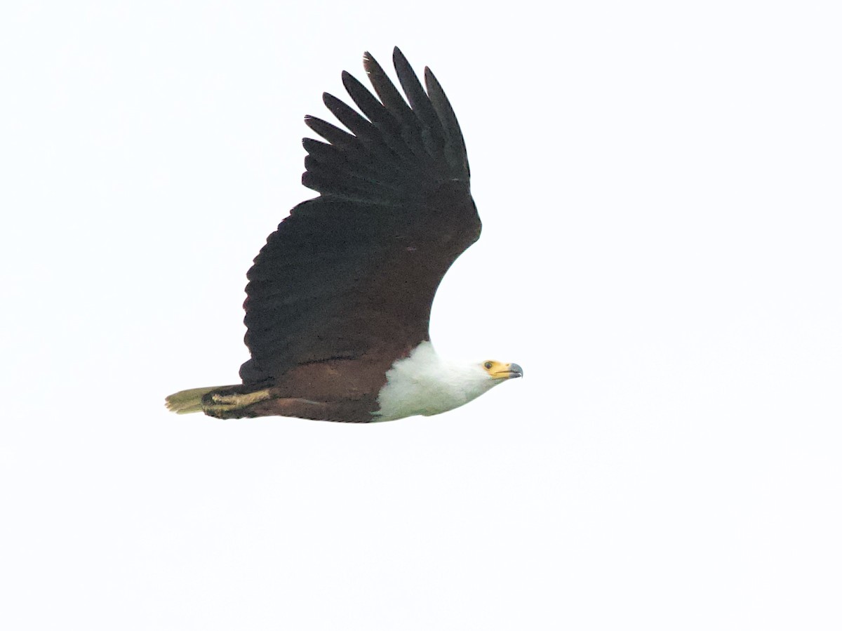 African Fish-Eagle - ML612268578