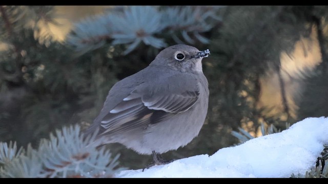 Townsend's Solitaire - ML612268749