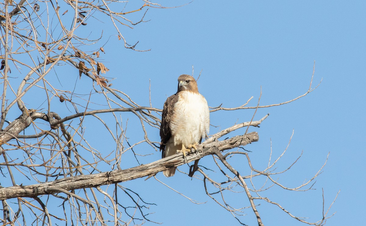 Red-tailed Hawk - ML612268862