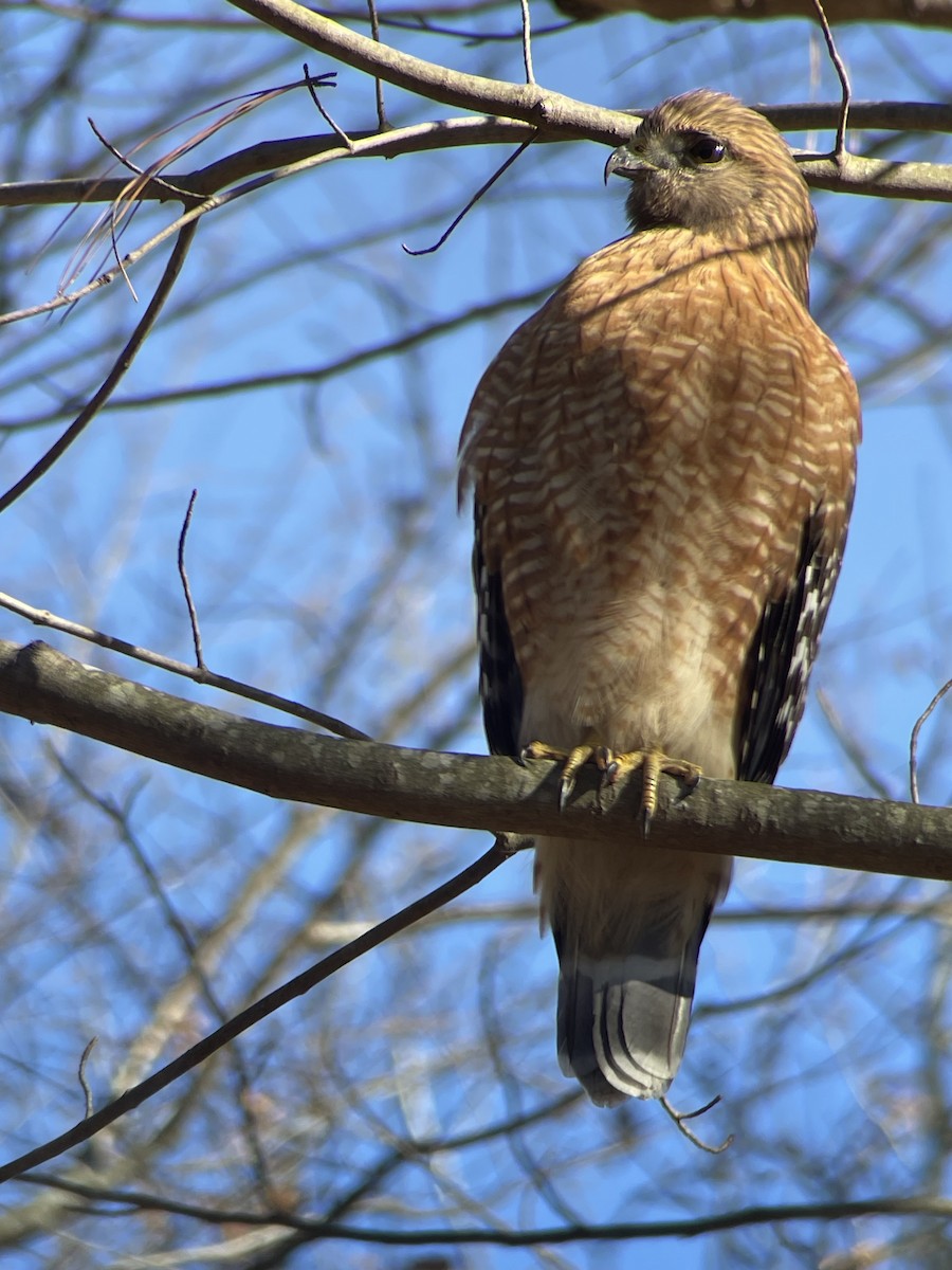 Red-shouldered Hawk - Anonymous