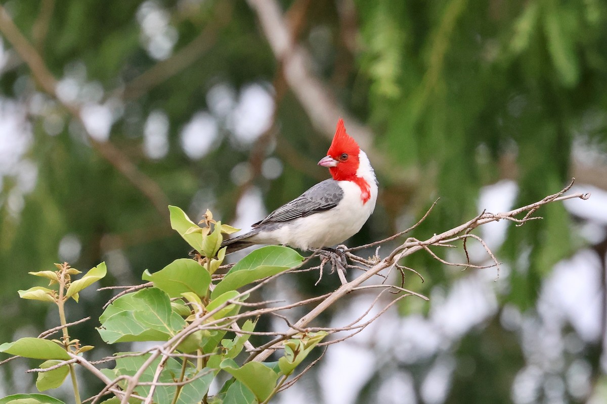 Red-crested Cardinal - ML612269058