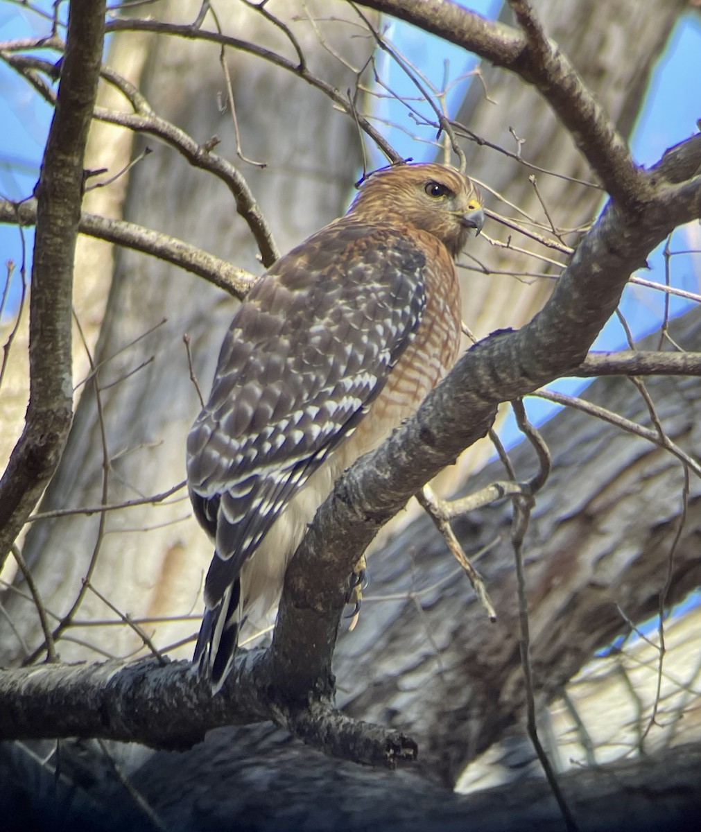 Red-shouldered Hawk - Anonymous
