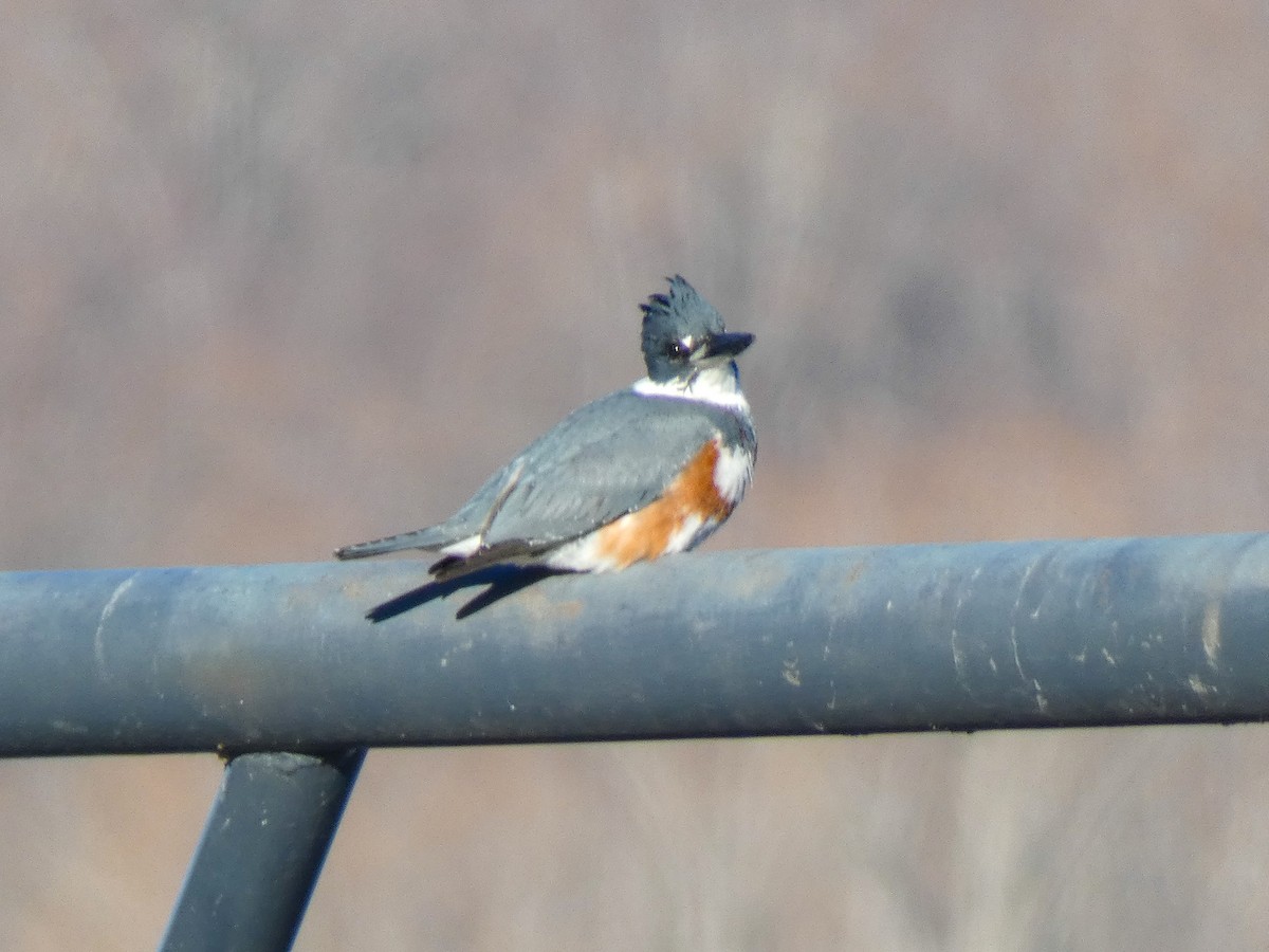 Belted Kingfisher - ML612269338