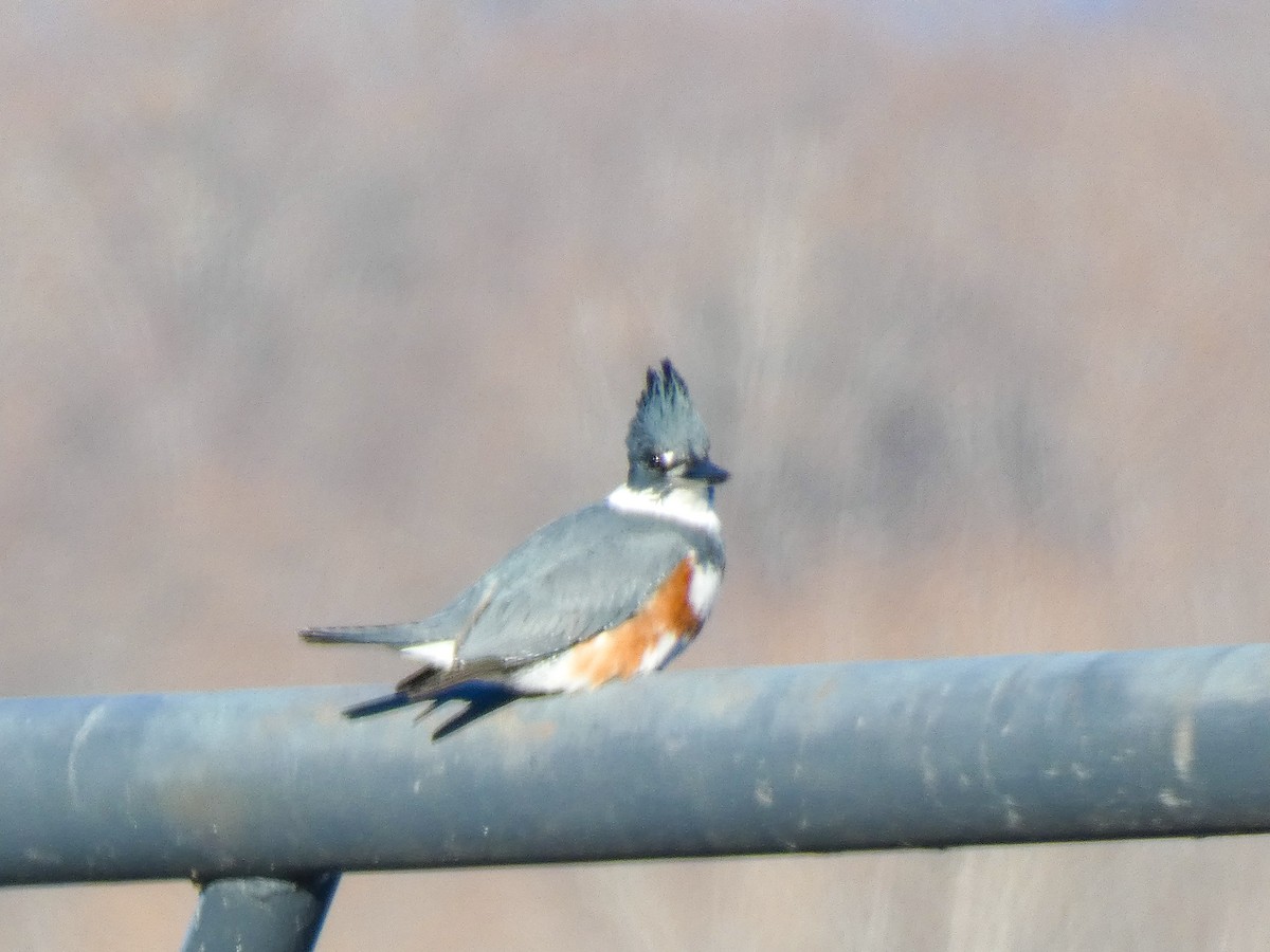 Belted Kingfisher - ML612269340